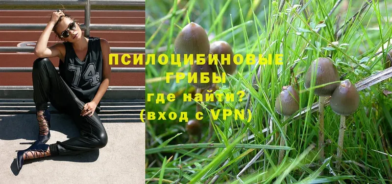 где купить   Порхов  Галлюциногенные грибы MAGIC MUSHROOMS 